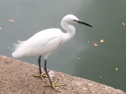 Unsure what kind of bird this guys is, maybe about 18 inches tall