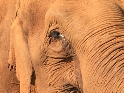 lovely, sweet, blind senior elephant
