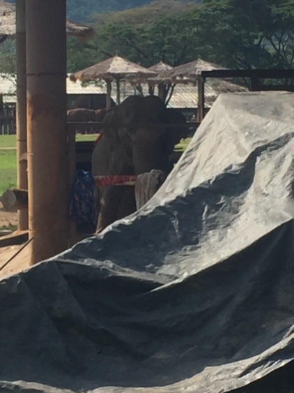 This is the elderly female elephant covered in a blanket beside her fire to keep her warm