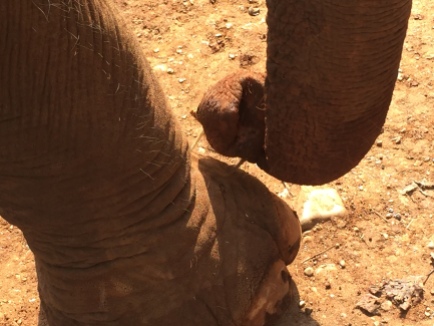 This elephant had an itchy foot and found a stick to scratch with