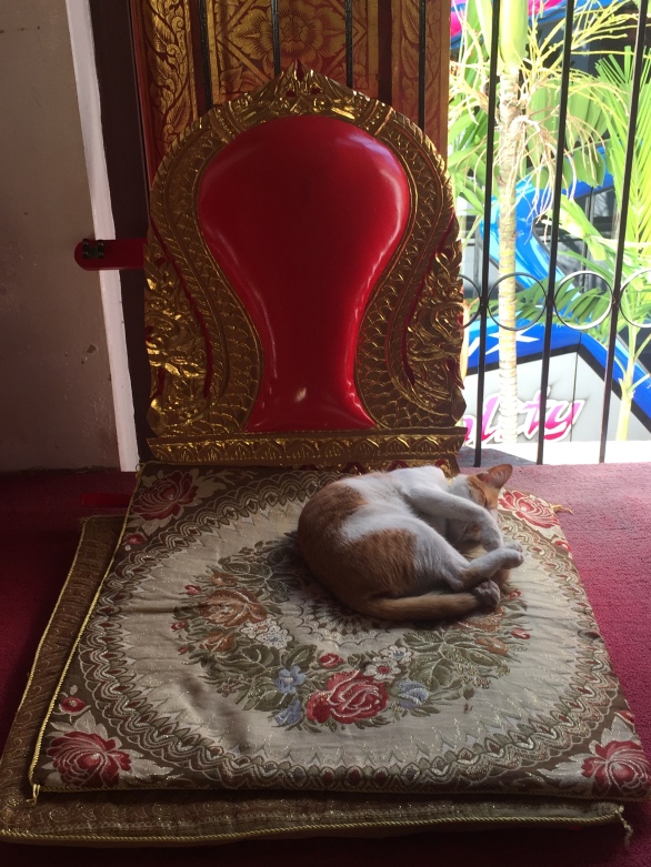 cat napping in a monks seat but…cat's are monk like so that must count. Would hate to be the monk who has to chase this cat out