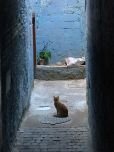 I could do a book on 'the cats of Morocco' promise not to post a lot of cat pictures