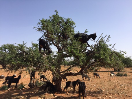 goats in trees!