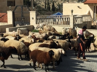 As if on cue, a shepherd and his flock walking down the street in Bethlehem