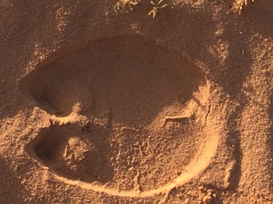 Camel footprint
