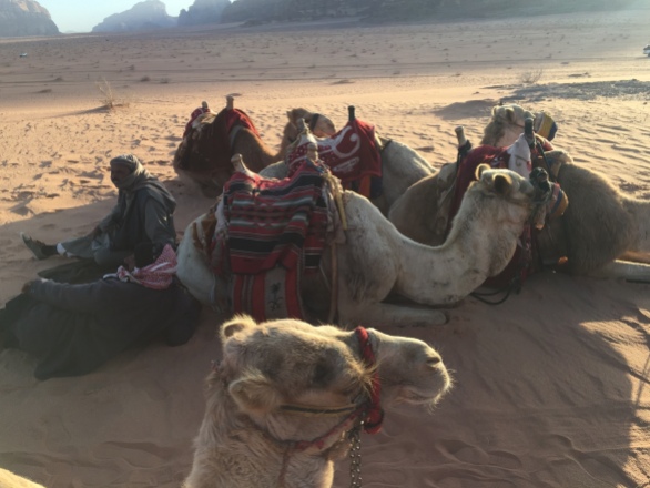 camels waiting for people to ride them