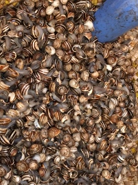 snails! Quite common everywhere to find street vendors selling them or in markets