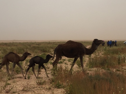 baby camels