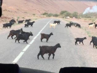traffic jam of sheep