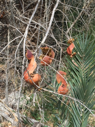 pomegranate eaten off the tree by birds
