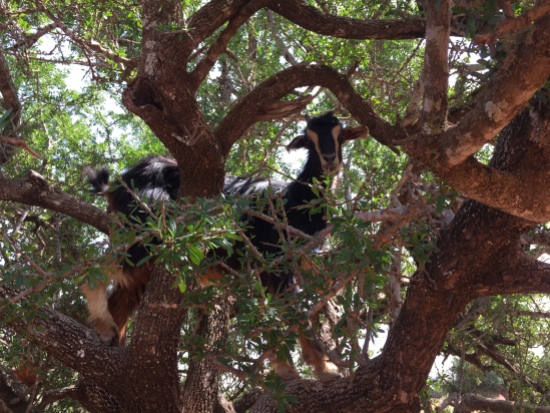 goat, in a tree